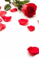 Rosenblüten Zauber